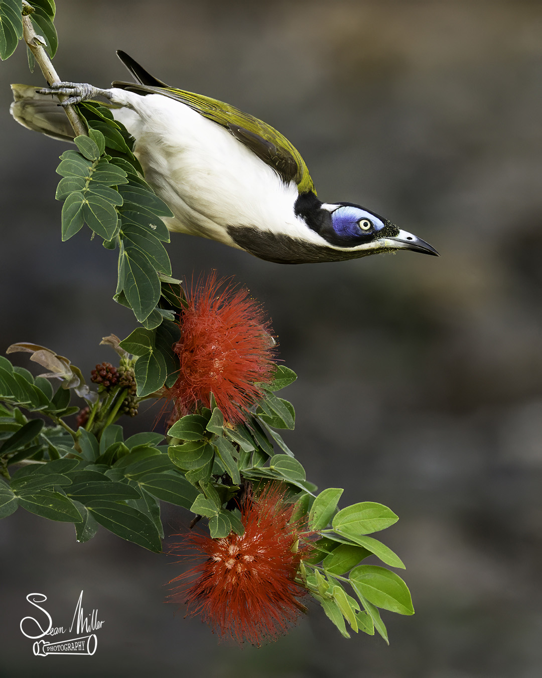 Blue-Faced Honeyeater